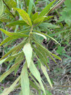PXL_20260729_082647344