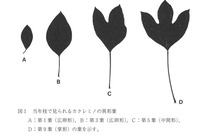 カクレミノの異形葉