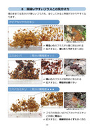 クビアカ（栃木県）_6