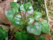 キッコウハグマ