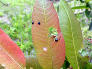 ヤナギルリハムシ