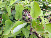 サルトリイバララ2