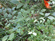 P9060014