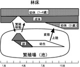 トウキョウサンショウウオのライフサイクル