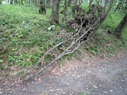 P7060005