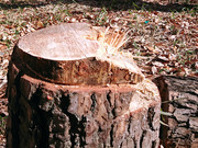 DSCPDC_0000_BURST20240213103046475