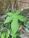 PXL_20260506_042616131