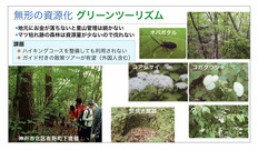 ●早生樹（黒田）_17B