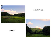 市民の森のナラ枯れと蔓延_04