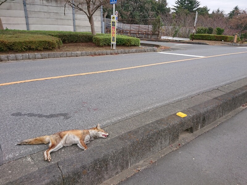 キツネの交通事故死 １２月１９日 岩殿満喫クラブ 岩殿 Day By Day