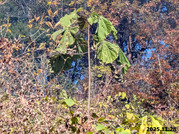 PXL_20251128_013018218