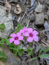 PXL_20260511_014536115