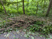 PXL_20260815_065558986