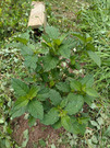PXL_20260624_030958048