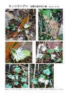 キッコウハグマ　