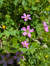 PXL_20260509_022818486