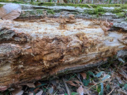 PXL_20260116_015554474