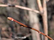 PXL_20260301_052922029