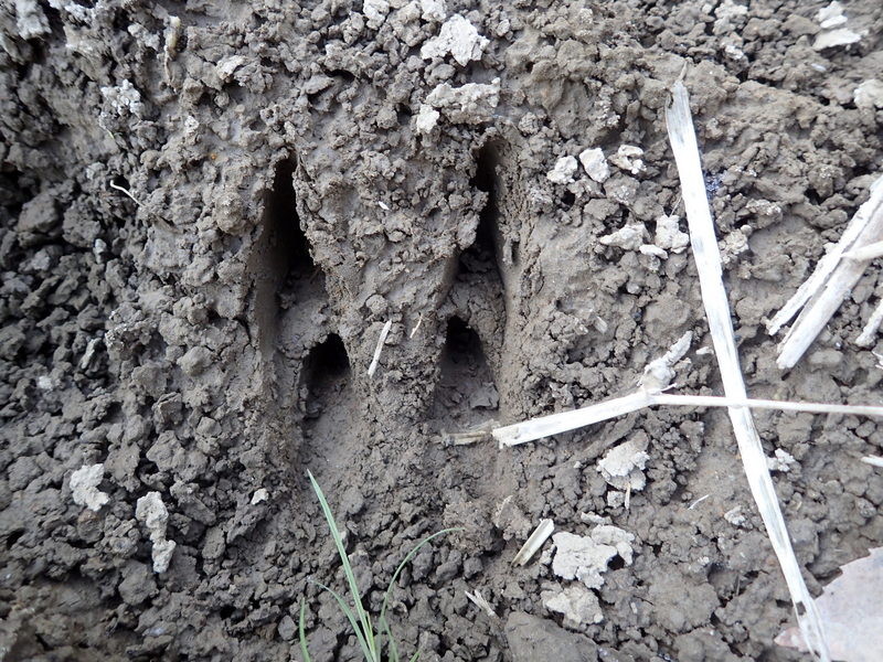 田んぼの足あと １１月２１日 岩殿満喫クラブ 岩殿 Day By Day