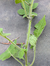PXL_20260505_084141262