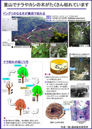 ナラ枯れ（表）