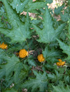 PXL_20260513_024704006