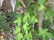 PXL_20260506_042619513