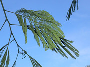 P6110020
