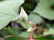 ドクダミ総苞片