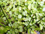 オオチドメグサ