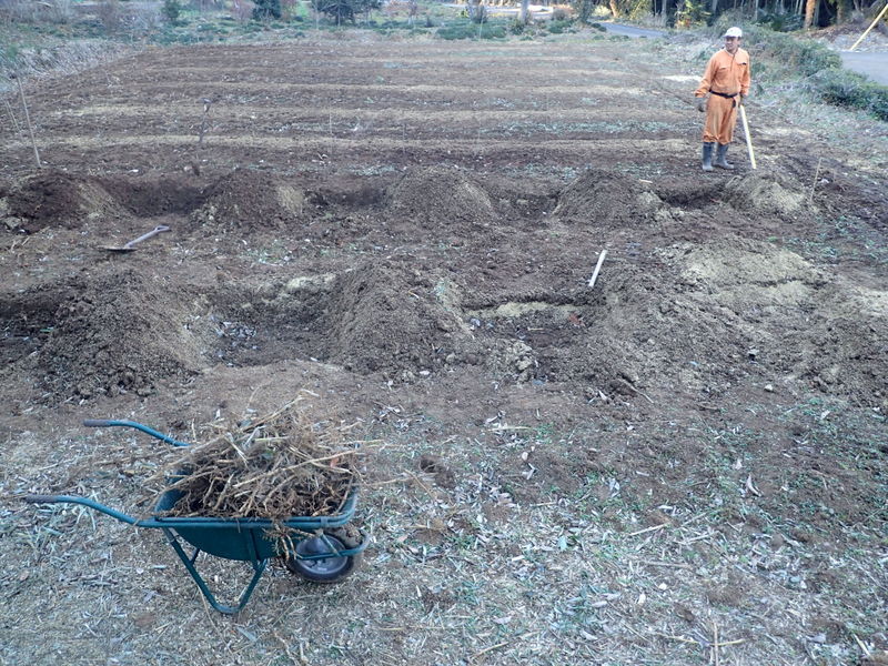 ブルーベリー移植用の穴を掘る １２月１７日 岩殿満喫クラブ 岩殿 Day By Day