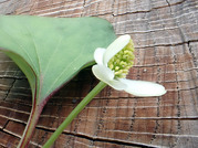 ドクダミ順次開葉