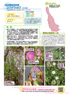 ユウゲショウ_1