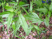 ヤナギイノコヅチ