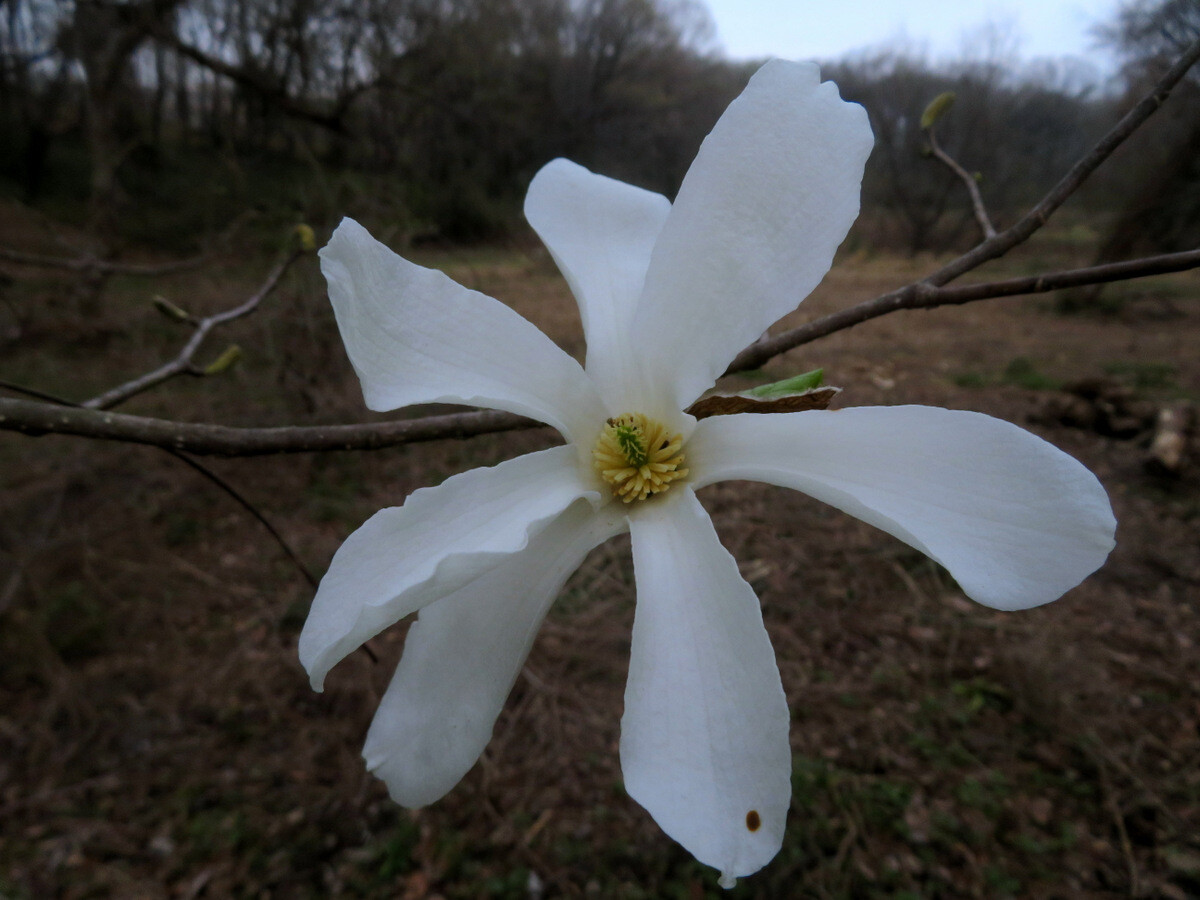 コブシの花が咲く 3月28日 岩殿満喫クラブ 岩殿 Day By Day コブシの花が咲く 3月28日 岩殿満喫クラブ 岩殿 Day By Day