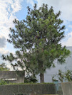 PXL_20260619_065103543