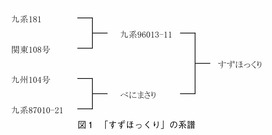 すずほっくり（焼きいも用）_1