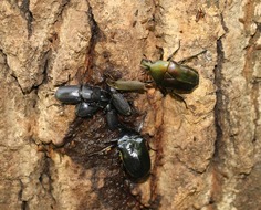 樹液に群がる甲虫