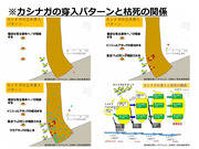 市民の森のナラ枯れと蔓延_10