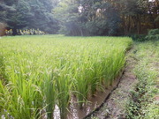 DSCN8467