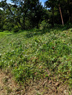 PXL_20260731_051630083