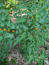 PXL_20260513_024700227