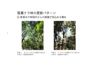 ナラ枯れ跡地の広葉樹林更新_5