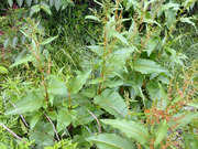 ヒロバギシギシ