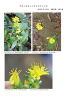 アキノキリンソウとヤクシソウの差異