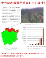 岡山県でナラ枯れ始まる(2009年)