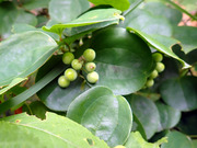 サルトリイバラ実