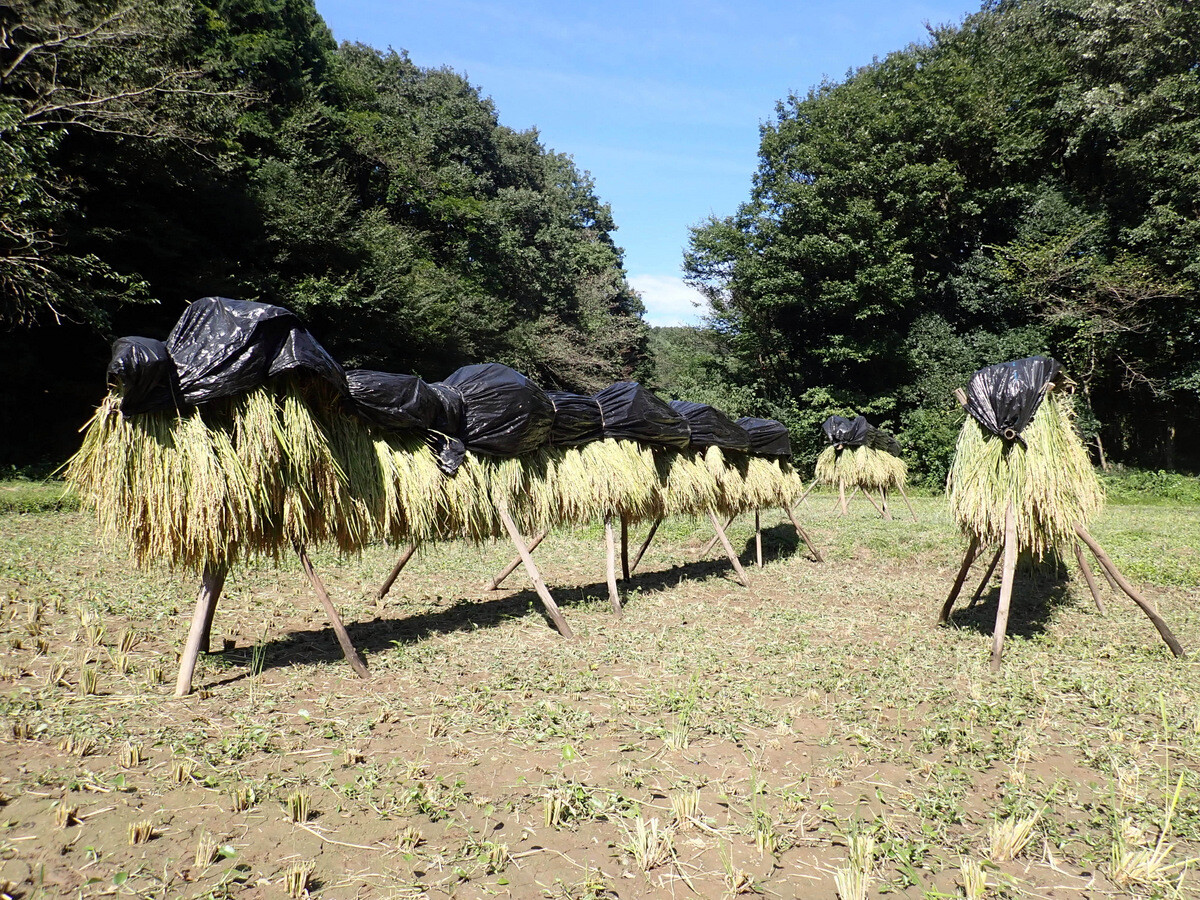 児沢田んぼの稲刈り 稲架掛け ９月２７日 岩殿満喫クラブ 岩殿 Day By Day