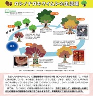 香川県ナラ枯れチラシ_2