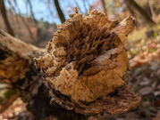 PXL_20251216_025513226